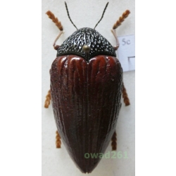 Sternocera hildebrandti Harold, 1878 41mm Tanzania5c